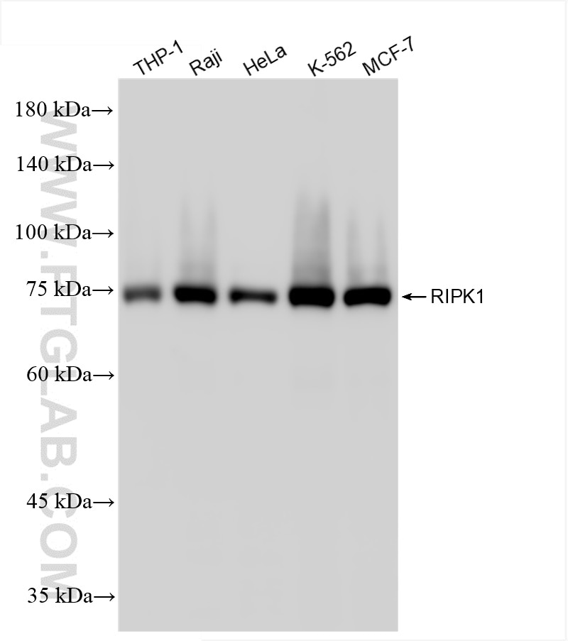 Western Blot (WB) analysis of various lysates using RIPK1 Recombinant antibody (84036-6-RR)