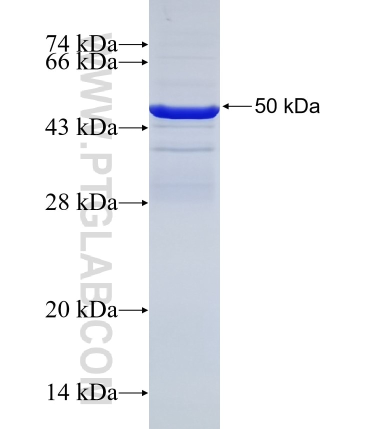 RIPK1 fusion protein Ag31950 SDS-PAGE