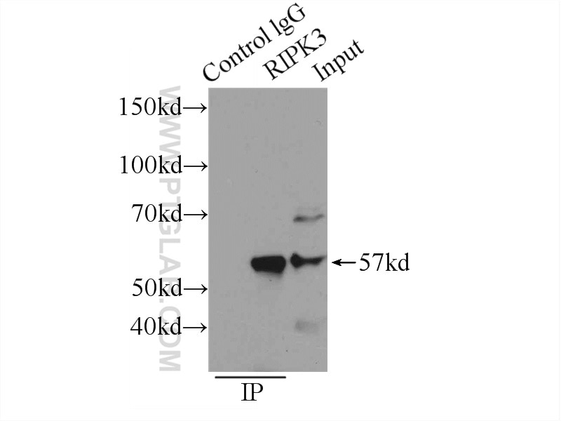 Immunoprecipitation (IP) experiment of SW 1990 cells using RIP3 Polyclonal antibody (17563-1-AP)