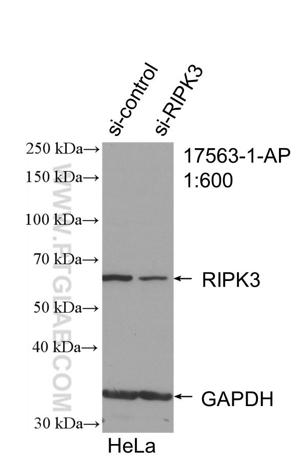 Western Blot (WB) analysis of HeLa cells using RIP3 Polyclonal antibody (17563-1-AP)