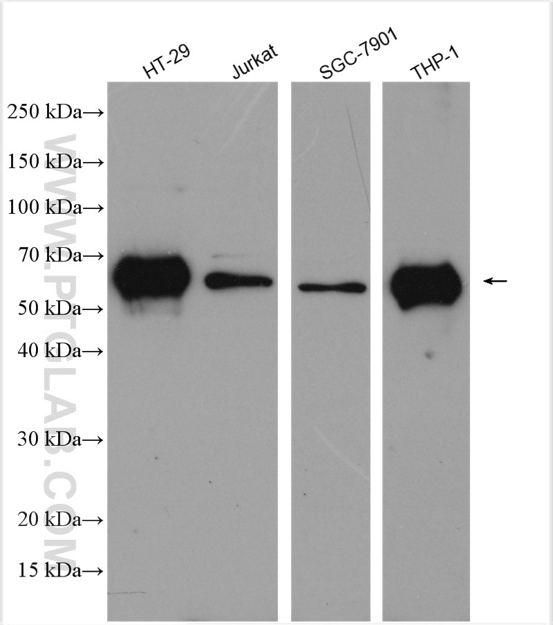 Western Blot (WB) analysis of various lysates using RIP3 Polyclonal antibody (17563-1-AP)