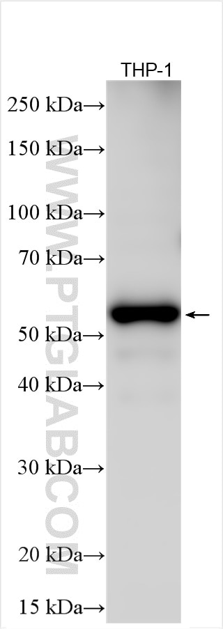 Western Blot (WB) analysis of various lysates using RIP3 Polyclonal antibody (29080-1-AP)