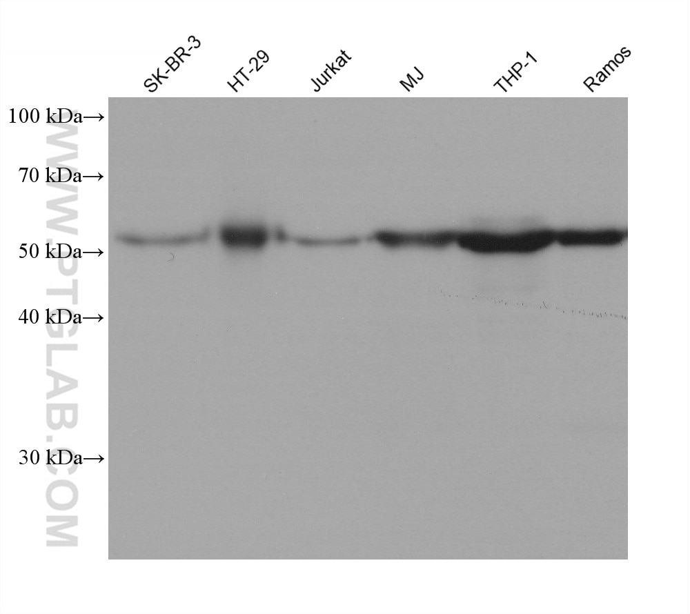 Western Blot (WB) analysis of various lysates using RIPK3 Monoclonal antibody (68786-2-Ig)