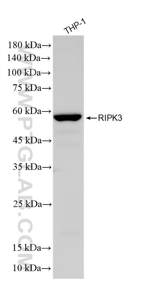 Western Blot (WB) analysis of THP-1 cells using RIPK3 Recombinant monoclonal antibody (86568-2-RR)