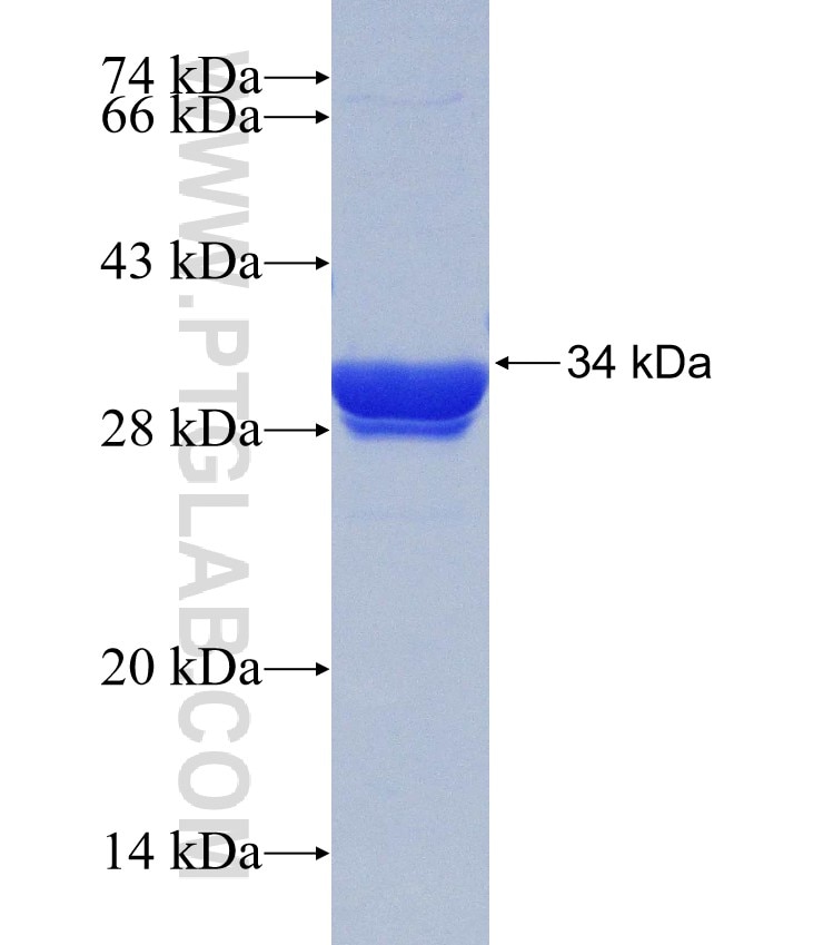 RIPK3 fusion protein Ag30337 SDS-PAGE