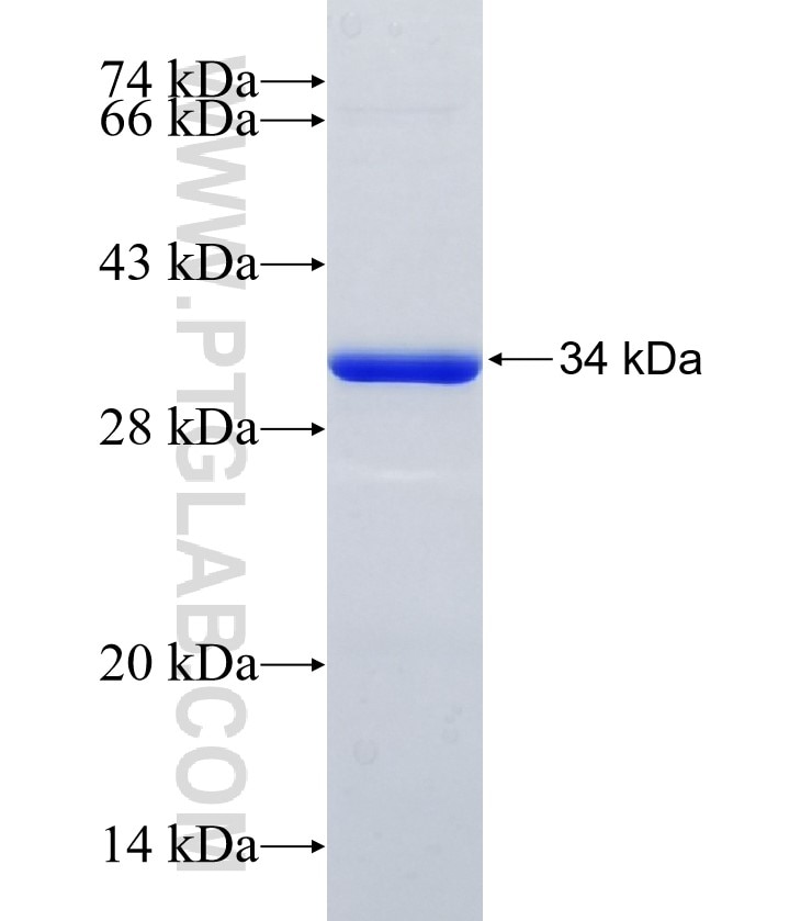 RIPK3 fusion protein Ag35708 SDS-PAGE