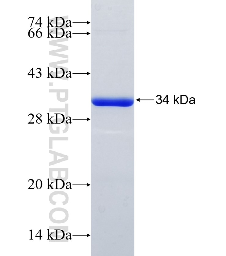 RIPK3 fusion protein Ag35708 SDS-PAGE RIPK3 fusion protein Ag35708 SDS-PAGE