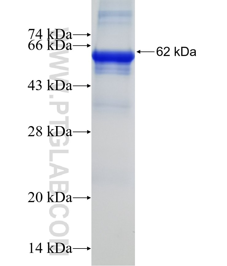 RIPK3 fusion protein Ag11759 SDS-PAGE
