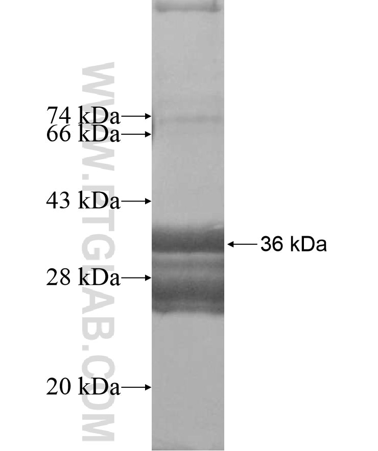 RIPPLY1 fusion protein Ag16438 SDS-PAGE