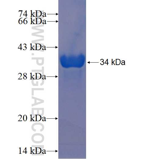 RIPPLY2 fusion protein Ag23282 SDS-PAGE
