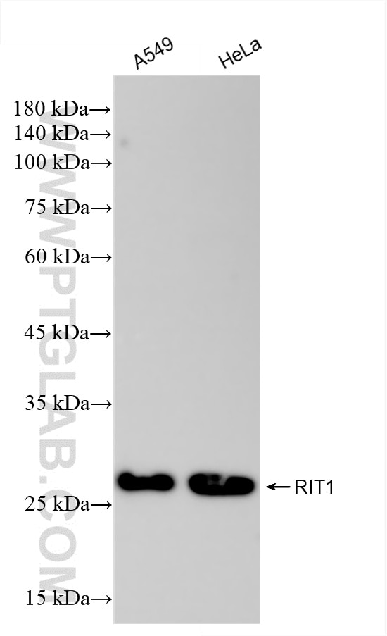 Western Blot (WB) analysis of various lysates using RIT1 Recombinant antibody (85347-1-RR)