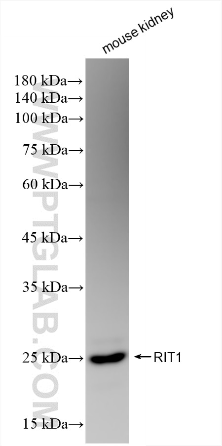 Western Blot (WB) analysis of mouse kidney tissue using RIT1 Recombinant antibody (85347-1-RR)