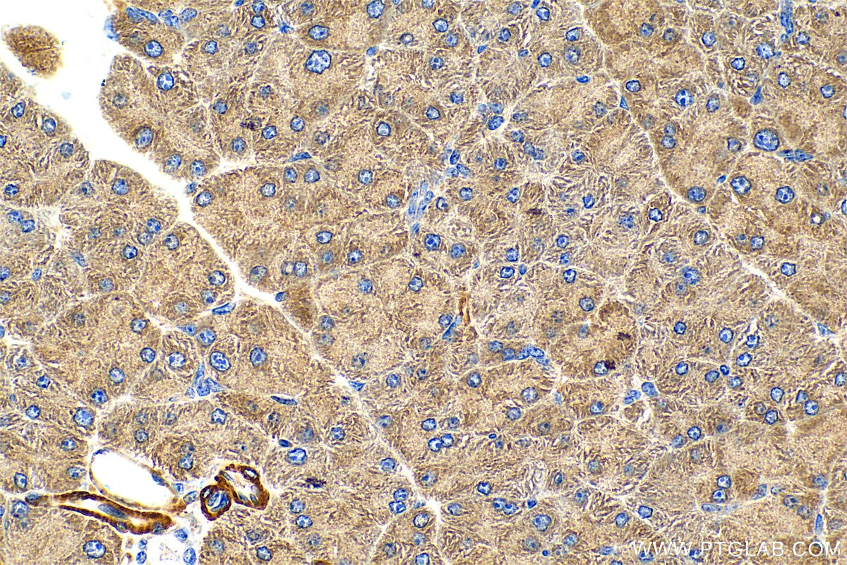 Immunohistochemistry (IHC) staining of mouse pancreas tissue using RIT2 Polyclonal antibody (12473-1-AP)