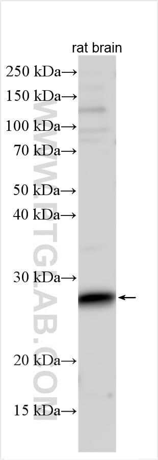 Western Blot (WB) analysis of various lysates using RIT2 Polyclonal antibody (12473-1-AP)