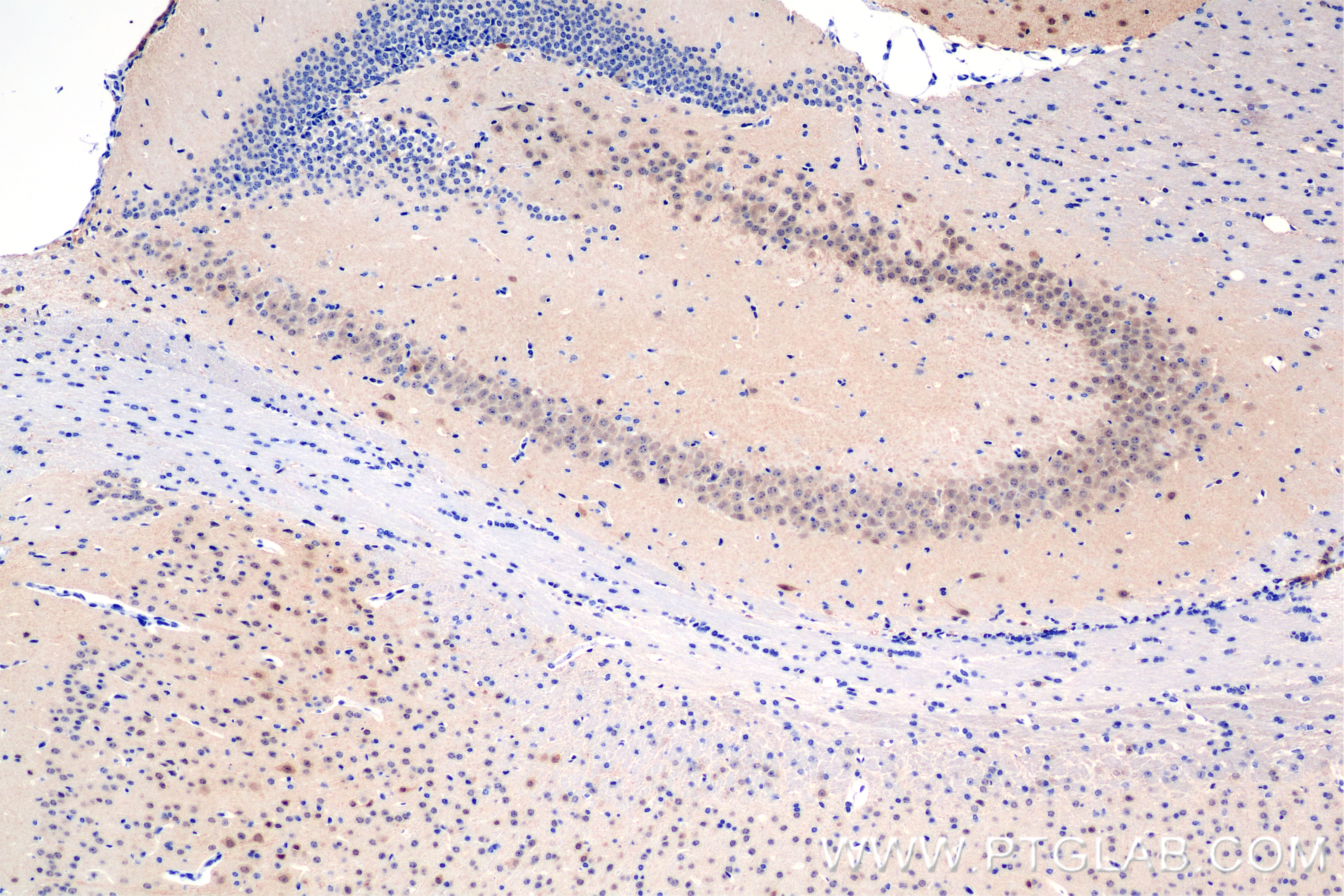 Immunohistochemistry (IHC) staining of mouse brain tissue using RIT2 Recombinant antibody (84520-1-RR)