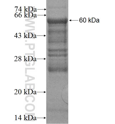 RIT2 fusion protein Ag3160 SDS-PAGE