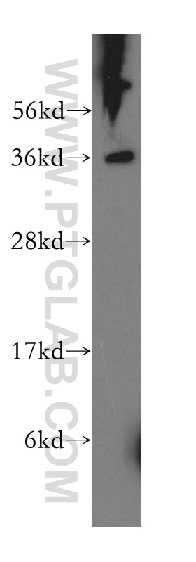 Western Blot (WB) analysis of HepG2 cells using RLBP1 Polyclonal antibody (15356-1-AP)