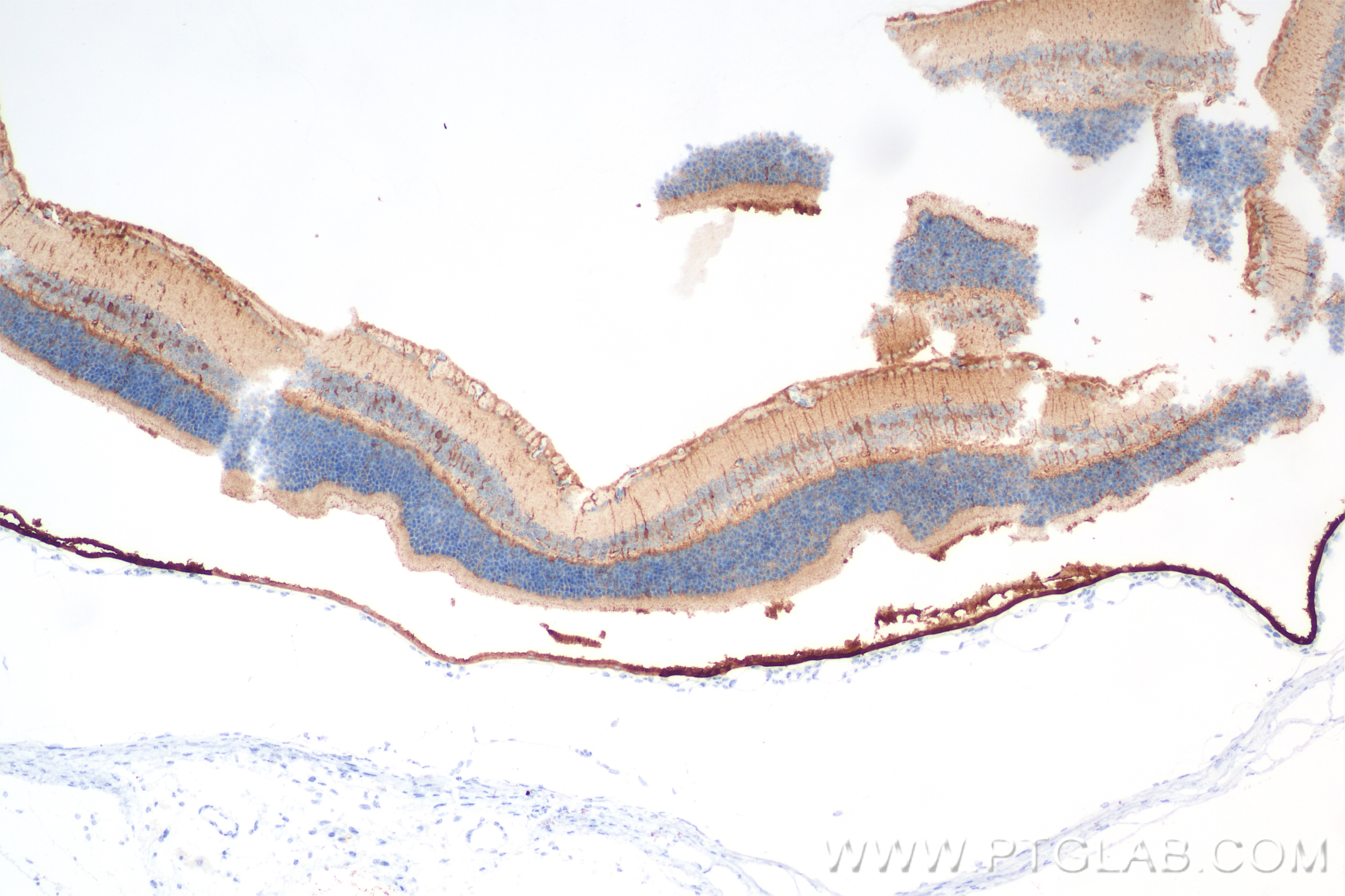 Immunohistochemistry (IHC) staining of mouse eye tissue using RLBP1 Recombinant antibody (85697-1-RR)