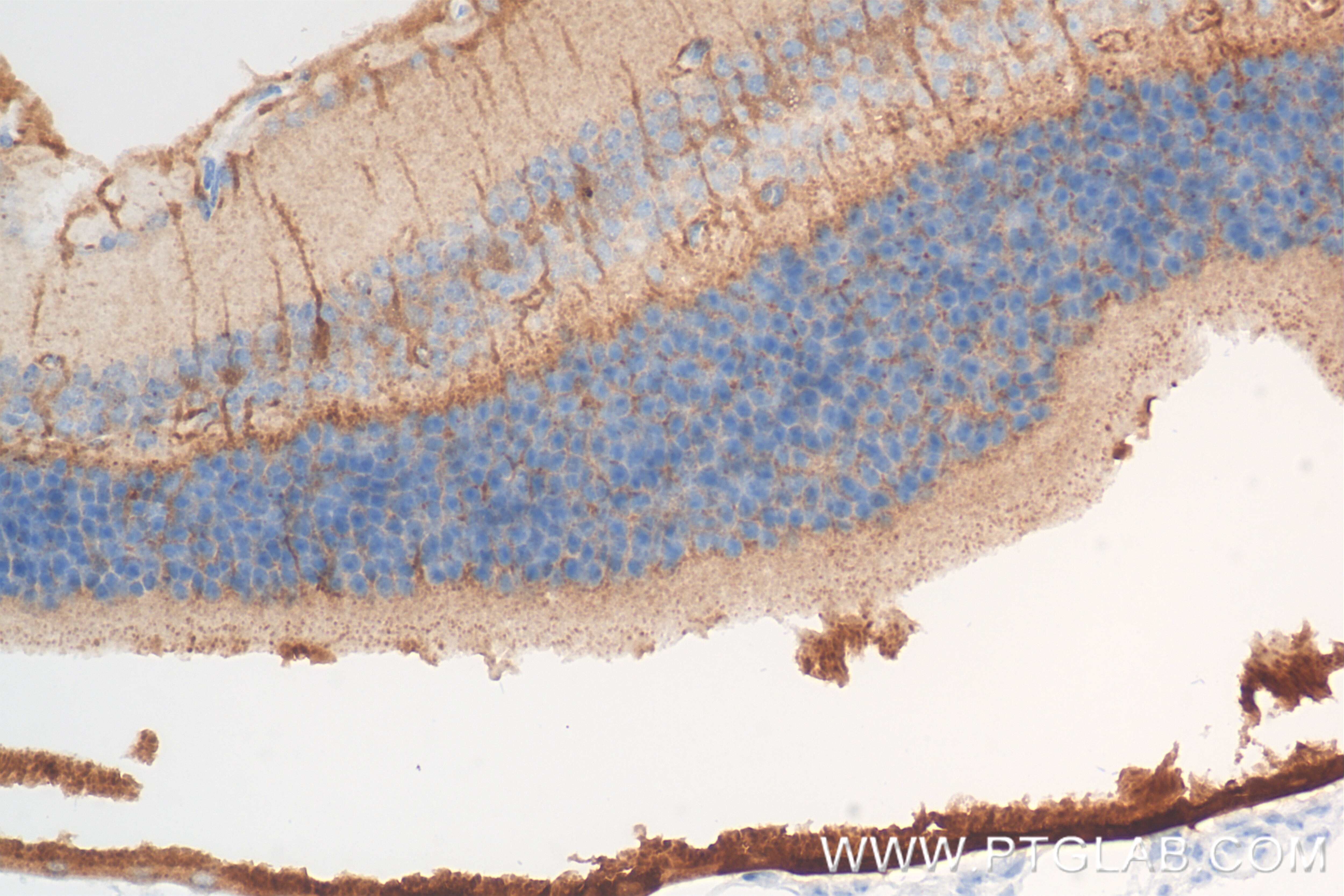 Immunohistochemistry (IHC) staining of mouse eye tissue using RLBP1 Recombinant antibody (85697-1-RR)
