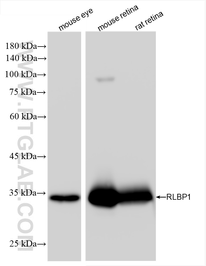 Western Blot (WB) analysis of various lysates using RLBP1 Recombinant antibody (85697-1-RR)