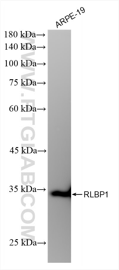 Western Blot (WB) analysis of ARPE-19 cells using RLBP1 Recombinant antibody (85697-1-RR)
