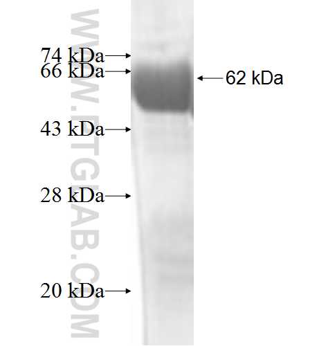 RLBP1 fusion protein Ag7602 SDS-PAGE