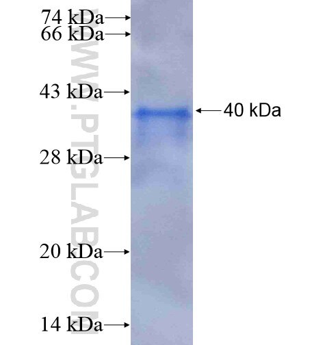 RLBP1L1 fusion protein Ag5247 SDS-PAGE