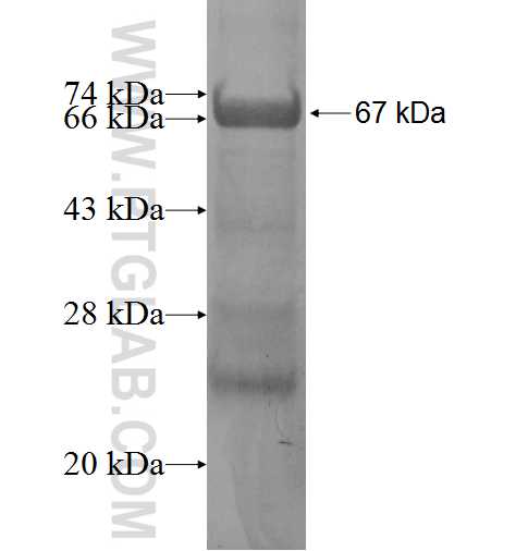 RLBP1L1 fusion protein Ag5260 SDS-PAGE
