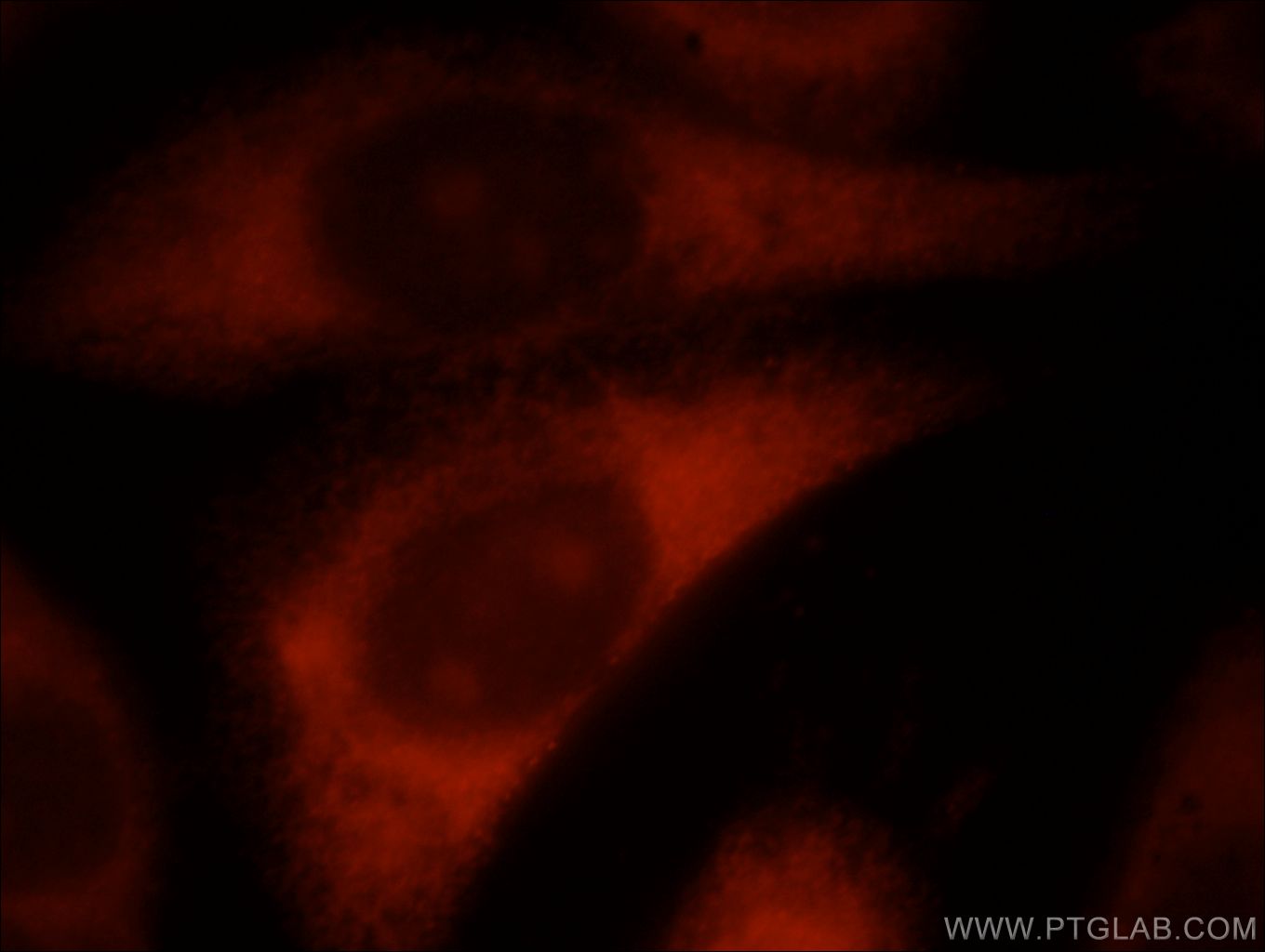 Immunofluorescence (IF) / fluorescent staining of HeLa cells using RLBP1L2 Polyclonal antibody (21394-1-AP)