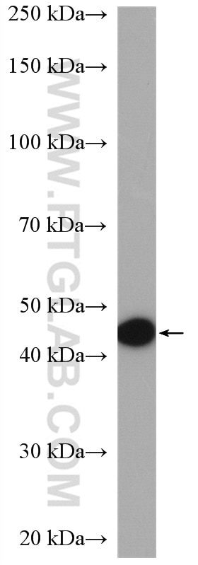 Western Blot (WB) analysis of L02 cells using RLBP1L2 Polyclonal antibody (21394-1-AP)