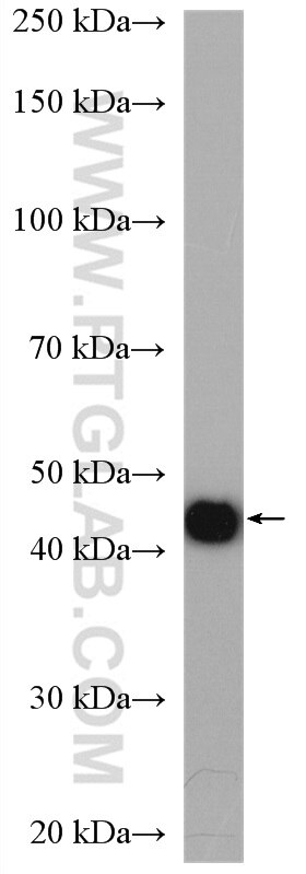 Western Blot (WB) analysis of mouse brain tissue using RLBP1L2 Polyclonal antibody (21394-1-AP)