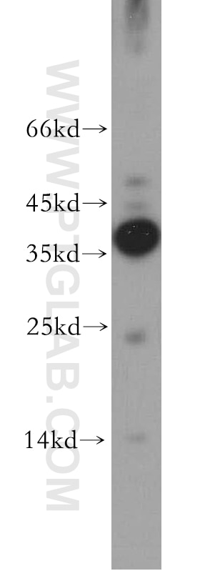 Western Blot (WB) analysis of human brain tissue using RLBP1L2 Polyclonal antibody (21394-1-AP)