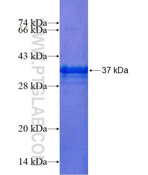 RLBP1L2 fusion protein Ag16061 SDS-PAGE