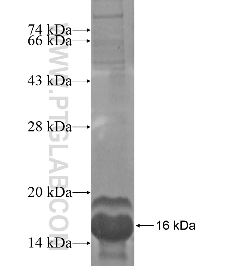 RLBP1L2 fusion protein Ag16987 SDS-PAGE