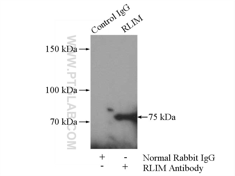 Immunoprecipitation (IP) experiment of HeLa cells using RLIM Polyclonal antibody (16121-1-AP)