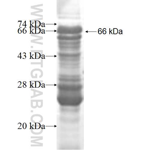 RLIM fusion protein Ag9077 SDS-PAGE