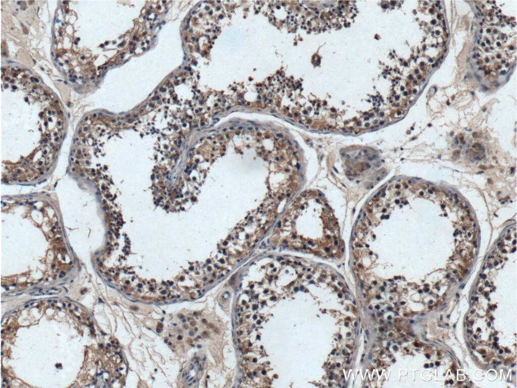Immunohistochemistry (IHC) staining of human testis tissue using RLN1 Polyclonal antibody (23852-1-AP)