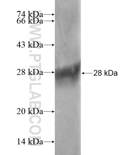 RLN2 fusion protein Ag18781 SDS-PAGE