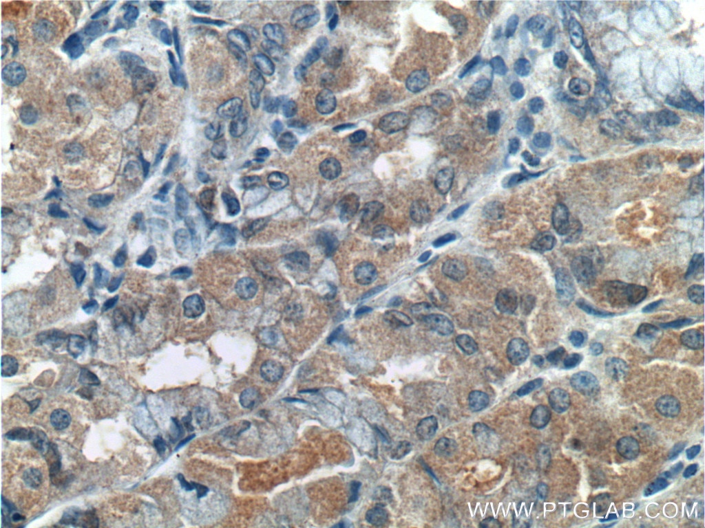 Immunohistochemistry (IHC) staining of human stomach tissue using RLN3 Polyclonal antibody (26075-1-AP)