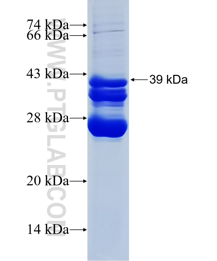 RLN3 fusion protein Ag23382 SDS-PAGE