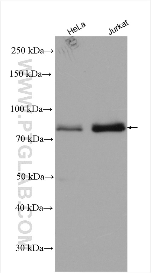 Western Blot (WB) analysis of various lysates using RMI1 Polyclonal antibody (14630-1-AP)