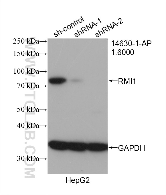 Western Blot (WB) analysis of HepG2 cells using RMI1 Polyclonal antibody (14630-1-AP)