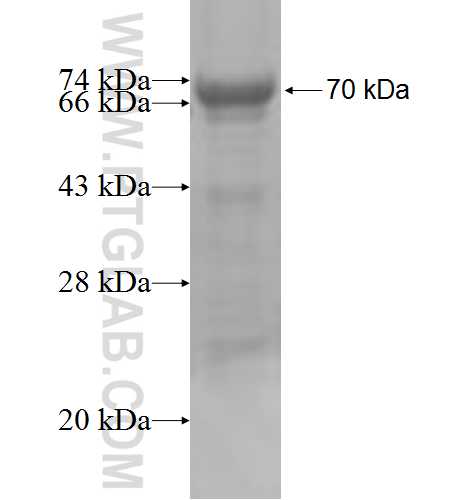 RMI1 fusion protein Ag6208 SDS-PAGE