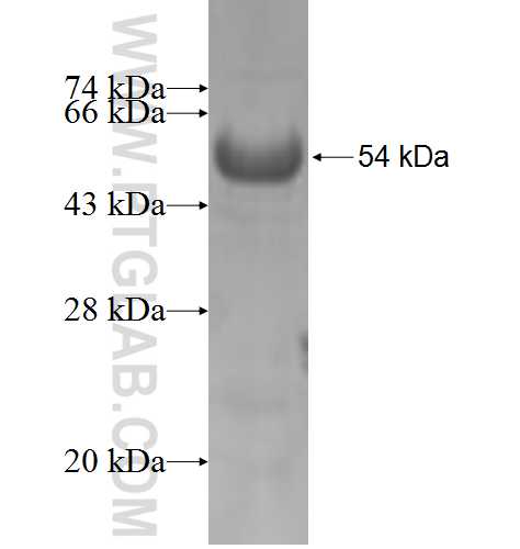 RMI1 fusion protein Ag6301 SDS-PAGE
