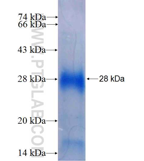RMND1 fusion protein Ag9320 SDS-PAGE