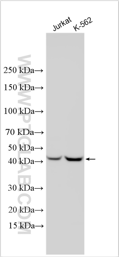 Western Blot (WB) analysis of various lysates using RMND5A Polyclonal antibody (17559-1-AP)