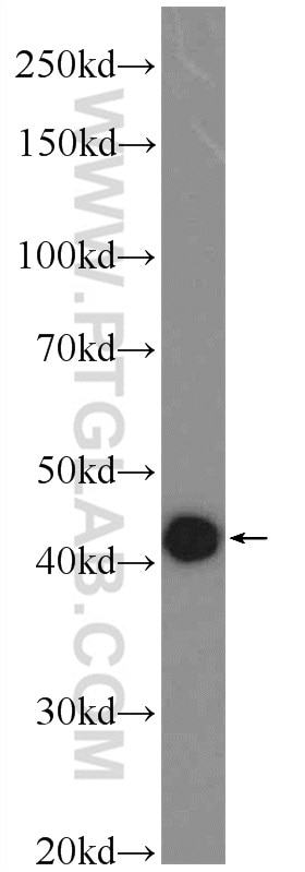Western Blot (WB) analysis of A549 cells using RMND5B Polyclonal antibody (25803-1-AP)