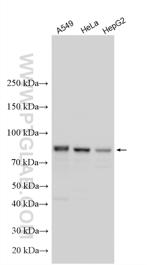 Western Blot (WB) analysis of various lysates using RMP Polyclonal antibody (11277-1-AP)
