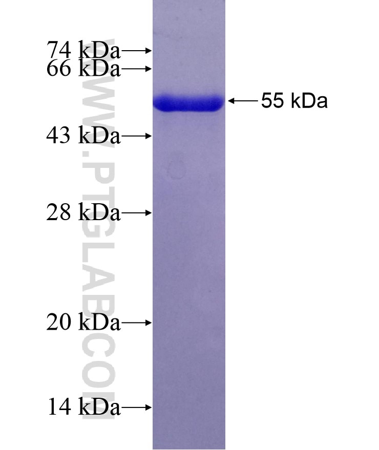 RNA Polymerase II fusion protein Ag7386 SDS-PAGE