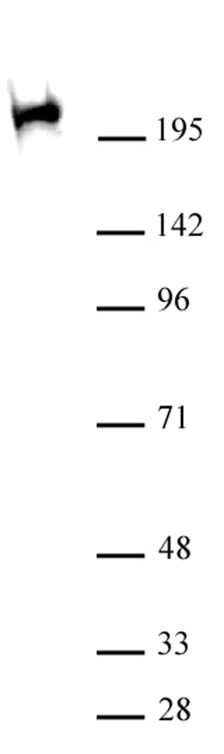 RNA pol II CTD Ser2ph / Ser5ph antibody (mAb) (Clone 1A12G10) tested by Western blot. HeLa nuclear extract (30 ug per lane) probed with RNA pol II CTD Ser2ph / Ser5ph antibody (mAb) at a 1 ug/ml dilution.
